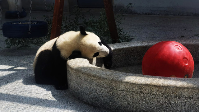 大熊猫宝宝睡着了
