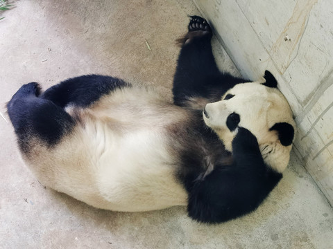 大熊猫仰睡