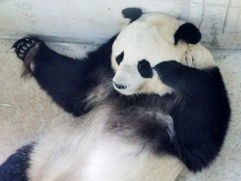 仰躺的大熊猫