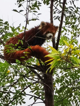 小熊猫