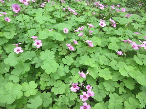 红花酢浆草