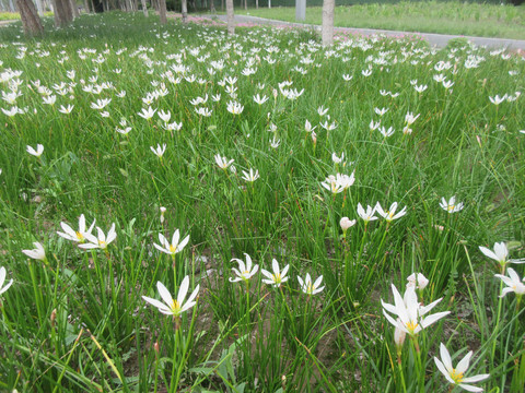 白花菖蒲莲