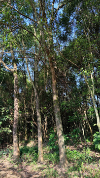 樟树林