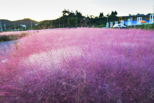 粉黛乱子草