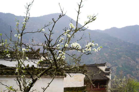 婺源盛开的梨花