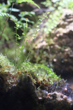 蕨类植物