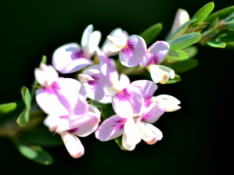 胡枝子花