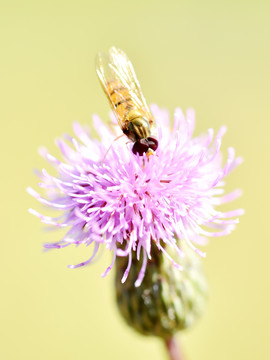 蜜蜂觅食