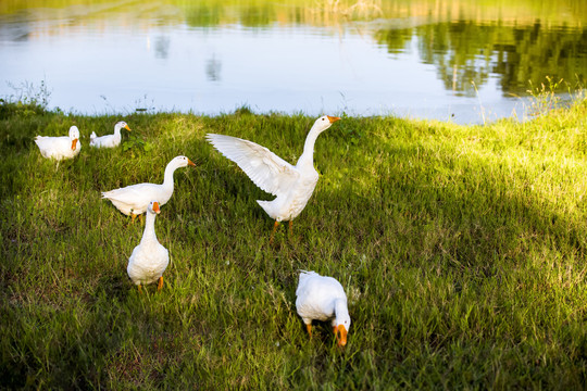 鹅鸣湖畔