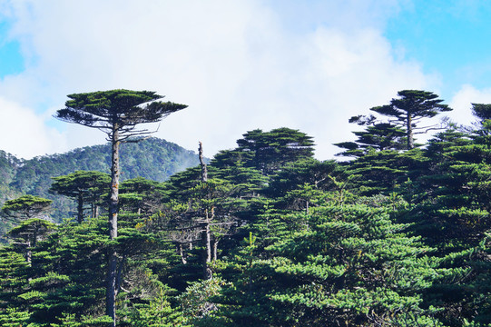 大理苍山森林