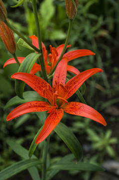 橙红色百合花