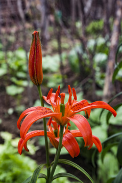 橙红色百合花