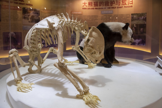 大熊猫标本骨骼