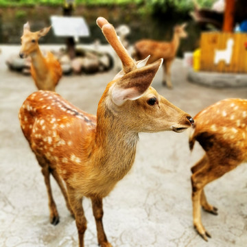 碧峰峡野生动物园里的梅花鹿