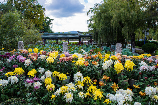 菊花展览