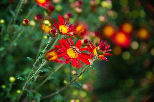 红色小菊花