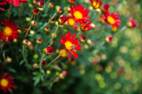 红色小菊花