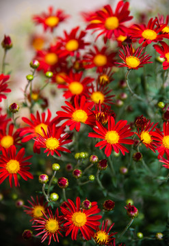 紅色小菊花