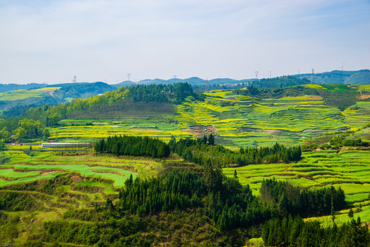 田野