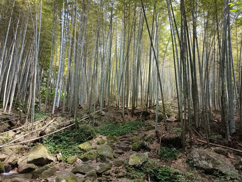 龙山村竹林