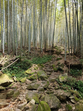 龙山村竹林