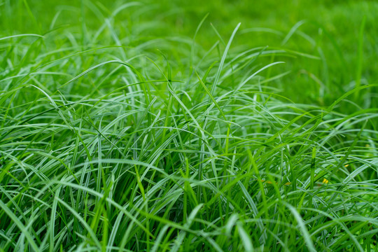 雨后青草