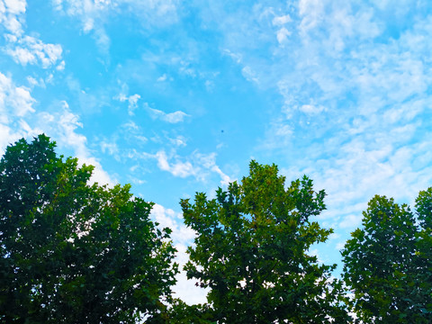 蓝天白云大杨树