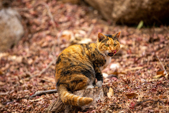 猫图片