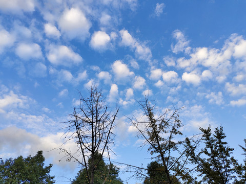 天空与树枝