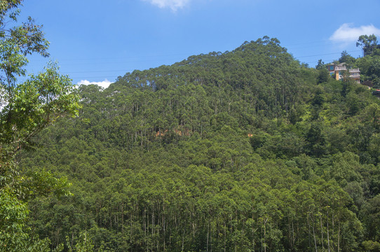 观音山桉树林