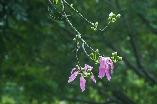 美丽木棉花