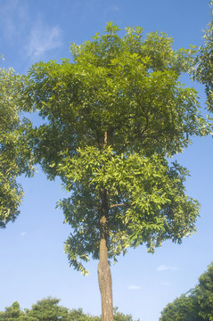 盆架子树图像