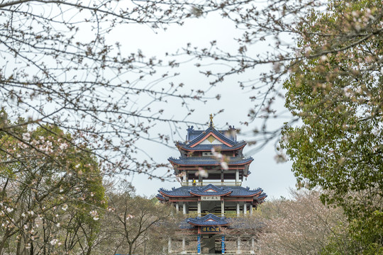 江苏无锡鼋头渚樱花风光