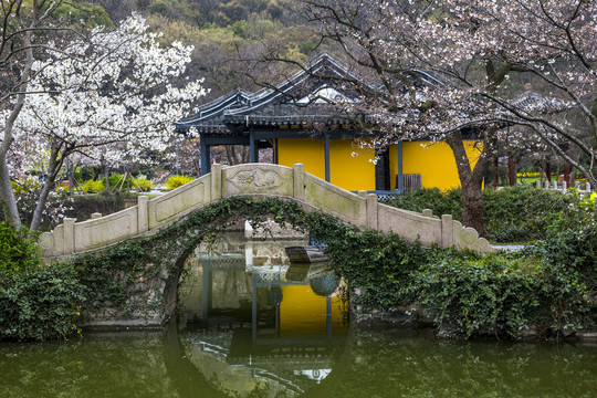 江苏无锡太湖鼋头渚樱花风光