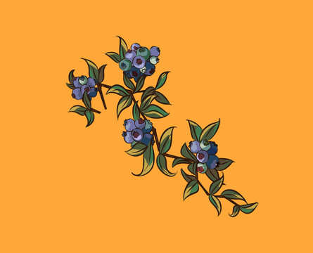藍(lán)莓果插畫(huà)