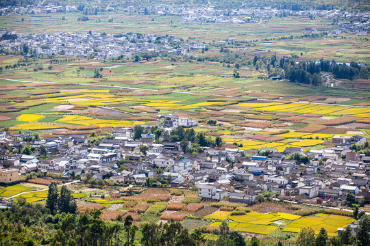 乡村稻田