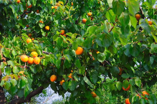 杏树结满了杏