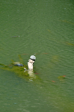 池塘乌龟