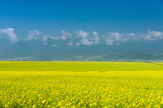 万亩油菜花