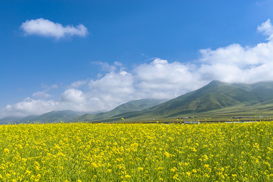 高山田园