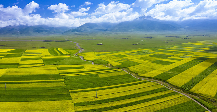 山坡油菜花