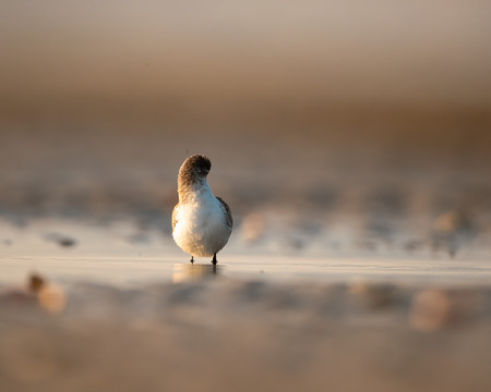 滩涂