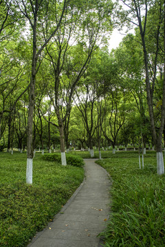 金华假日公园林荫道路