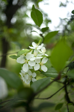 白色樱花