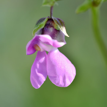 扁豆花