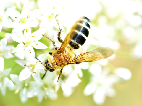 蜜蜂觅食