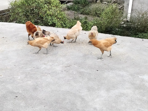 农村散养鸡