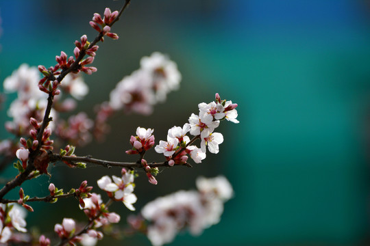 山樱桃花