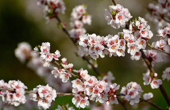 山樱桃花