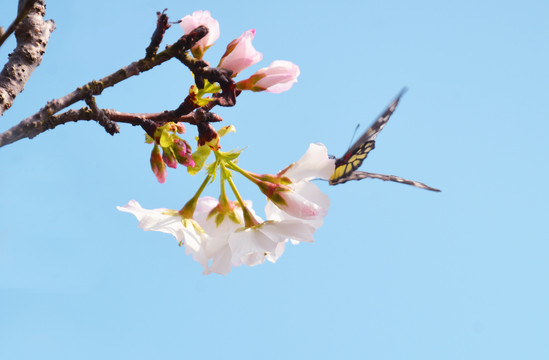 桃花蝴蝶